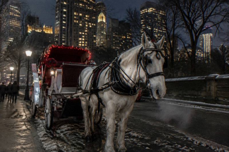 Horse-Drawn Carriage Lights Ride